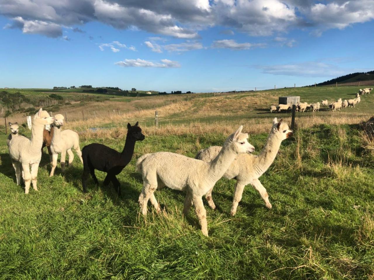Teschemakers Resort Oamaru Kültér fotó